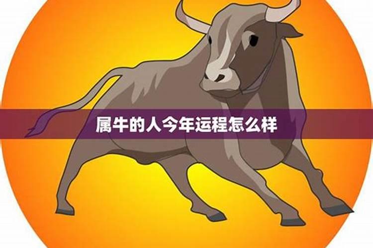 属牛的今年的运程好不好？