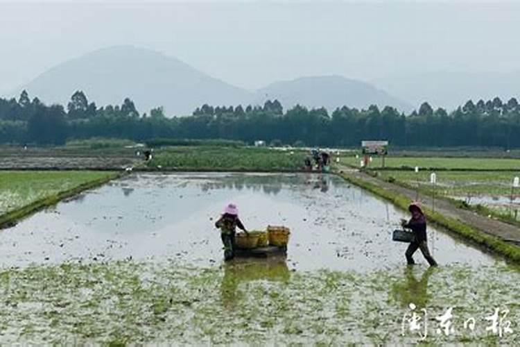 梦见很多人在一起插秧苗？