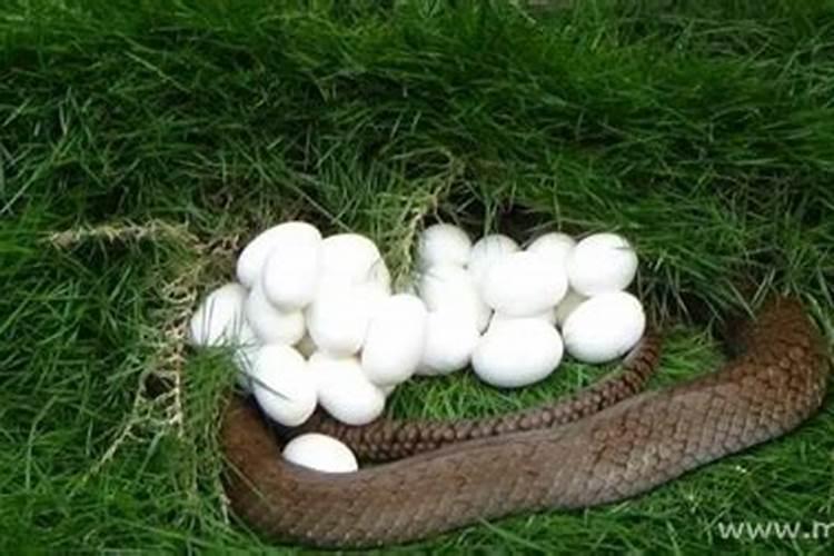 梦见蛇蛋是什么意思啊？