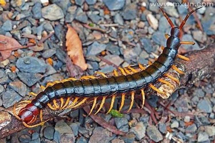 孕妇梦见蜈蚣是什么意思？