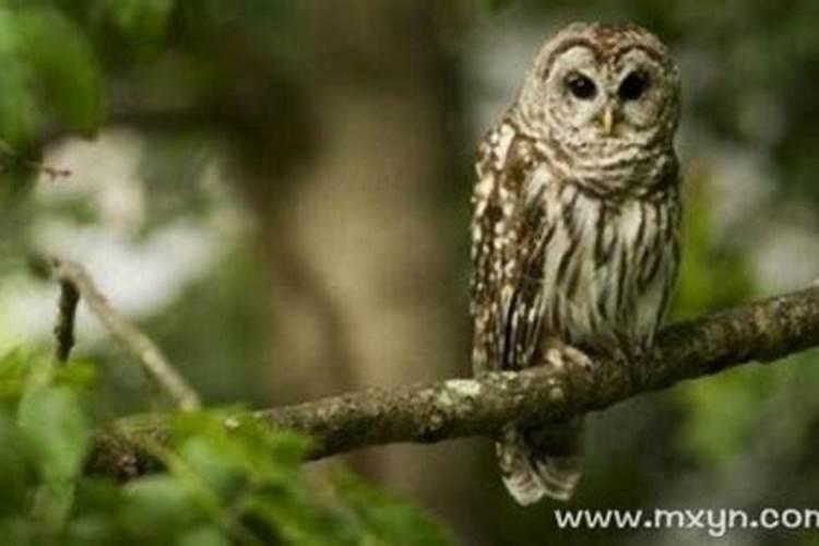 梦见猫头鹰有什么预兆胎梦？