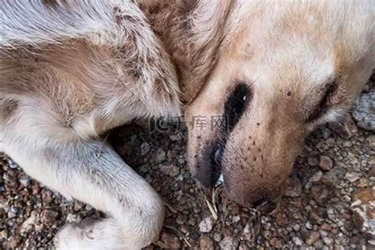 梦见狗身上有好多虫子？