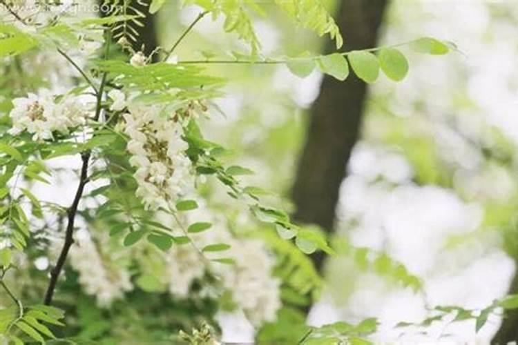 梦见坟地好多槐树开花了？