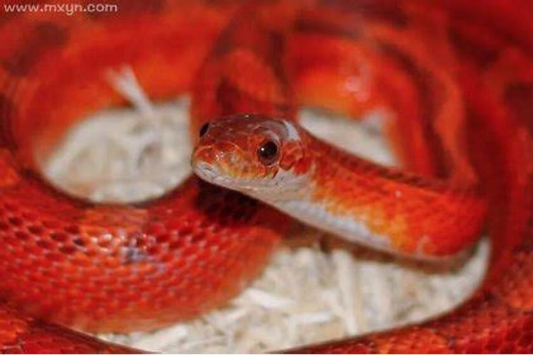 梦见红色的蛇有什么预兆？