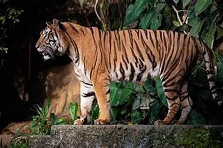 1986年属虎运程带什么好？