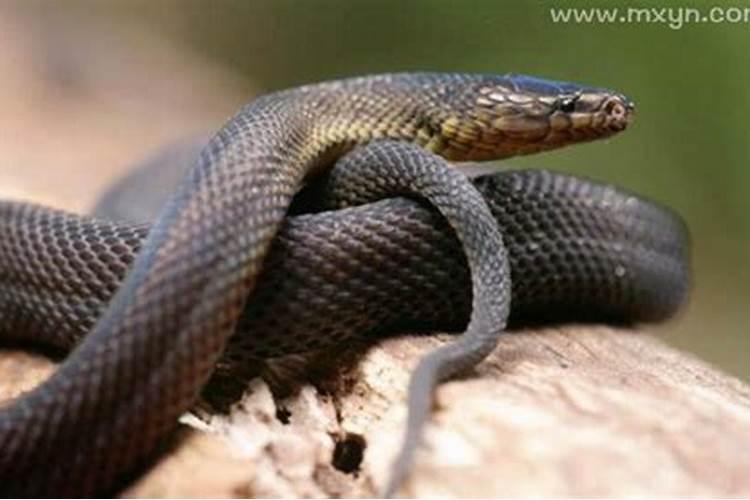 梦见蟒蛇进屋是什么预兆？