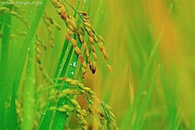 梦见黄色稻谷是什么预兆？