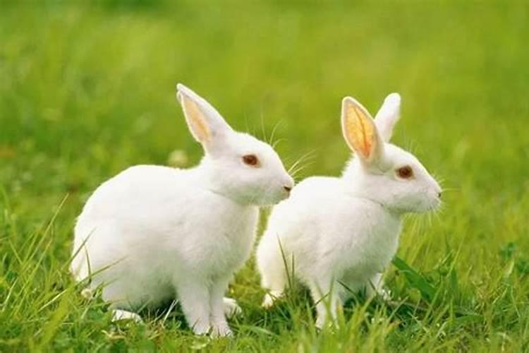 属兔的今年多大1987年出生？