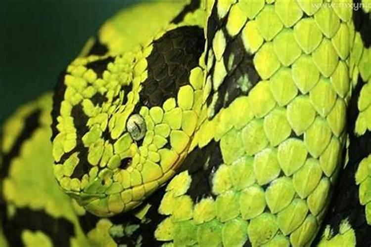 梦到大蟒蛇咬人预示着什么？