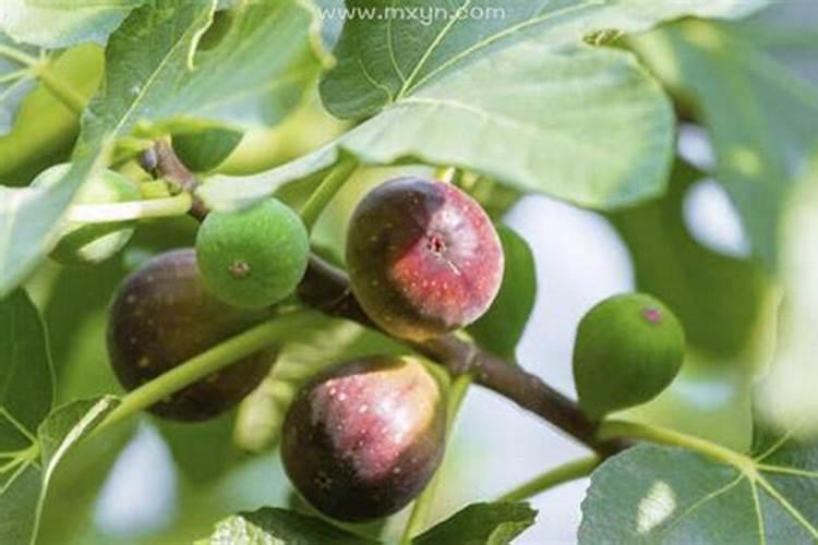 女人梦见蛆是什么预兆？