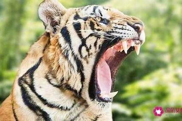 梦见好几只老虎吃人？