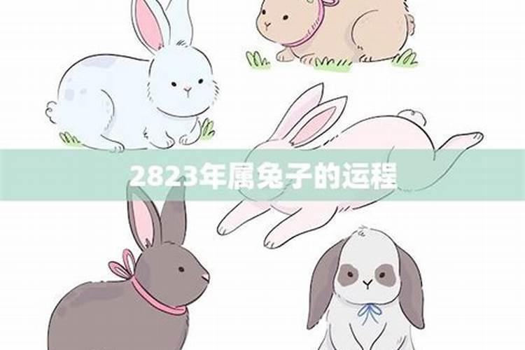 属兔子今年的运程