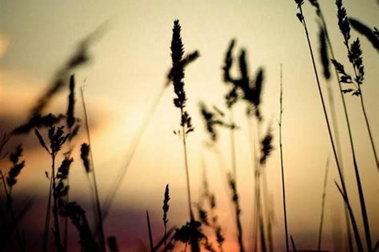 梦见活着的朋友死去又复活