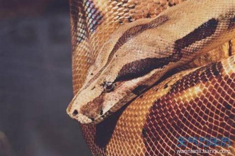 梦到蟒蛇想咬自己有什么预兆？