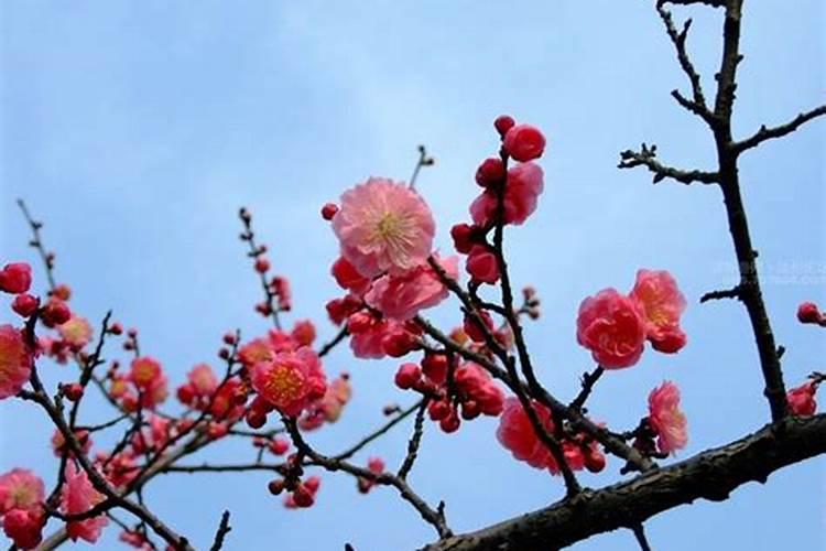 春节去哪赏梅？