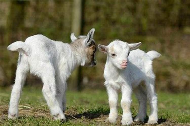 1982年出生女人一生运程