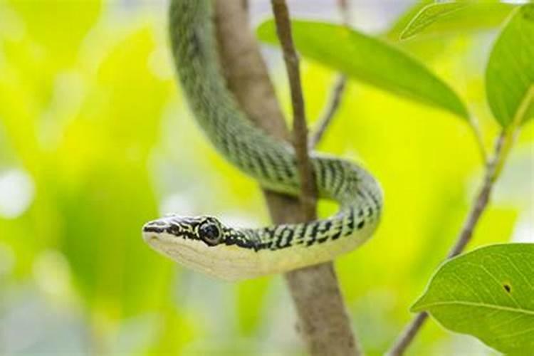 梦到一个女人被蛇咬