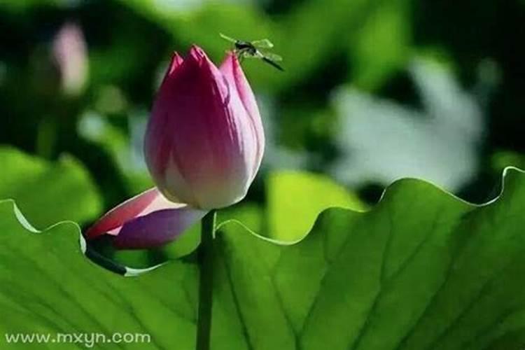 梦见死去的亲人还活着是什么意思？