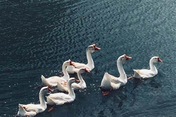 梦见杀大鹅是什么意思？