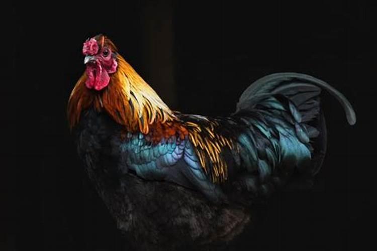 梦见漂亮的大公鸡受伤