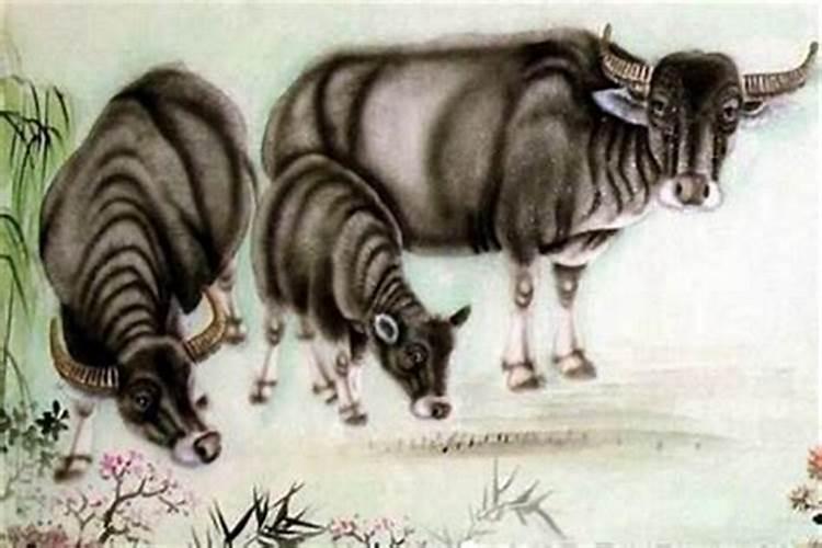 94年和97年的八字合吗？