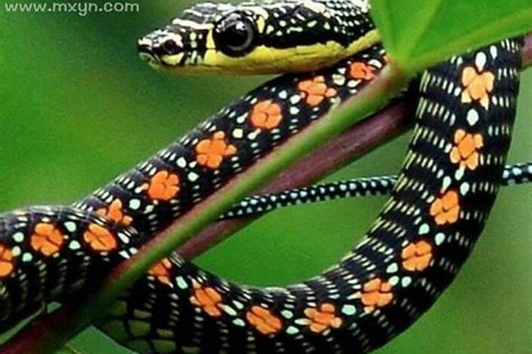 怀孕梦见小蛇是什么预兆？