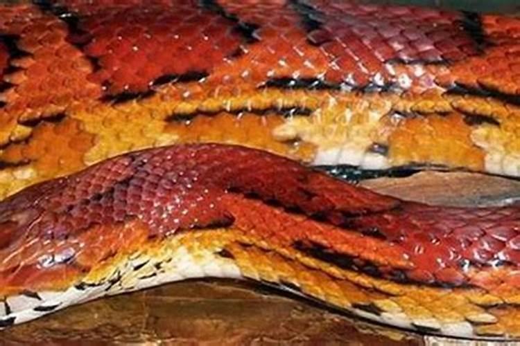 梦见红色大蟒蛇是什么预兆？