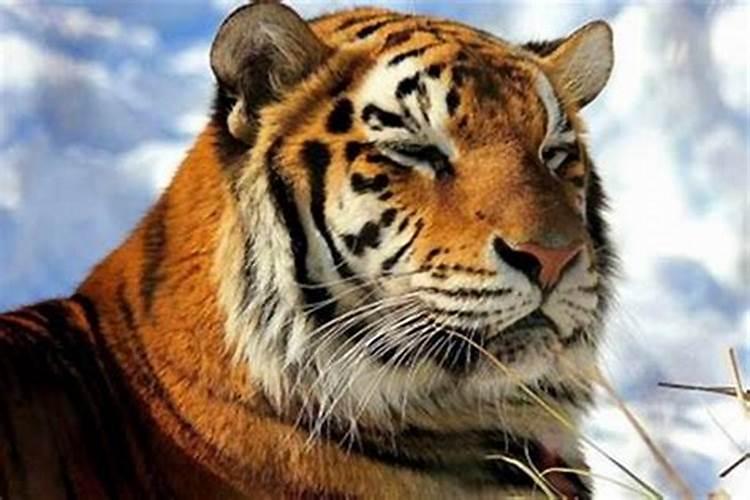 1998年生的虎今年的运势怎么样？