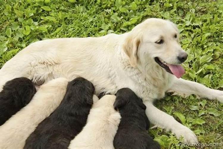 怀孕了梦见狗追我是什么意思？