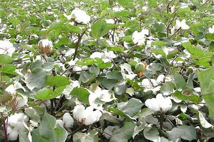 梦见棉花是什么意思？