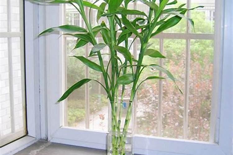 崔学业富贵竹养多少只风水？