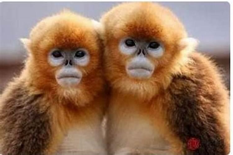 鸡跟猴八字合吗？