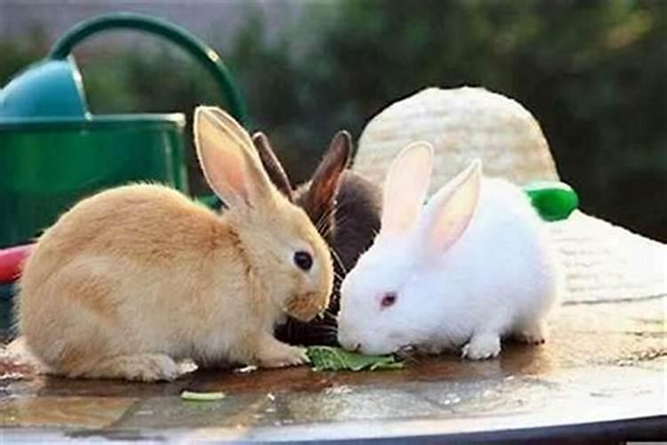 兔和鼠的八字合吗？