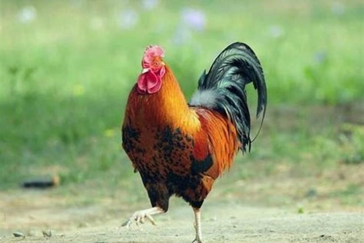 梦见公鸡是什么预兆？