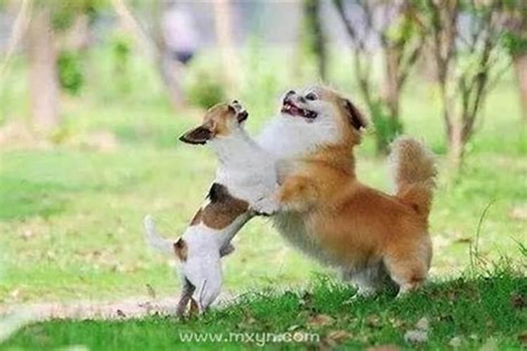 梦见狗扑向自己但没咬很亲密的人