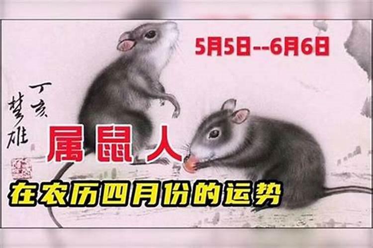四月份属鼠运势如何？