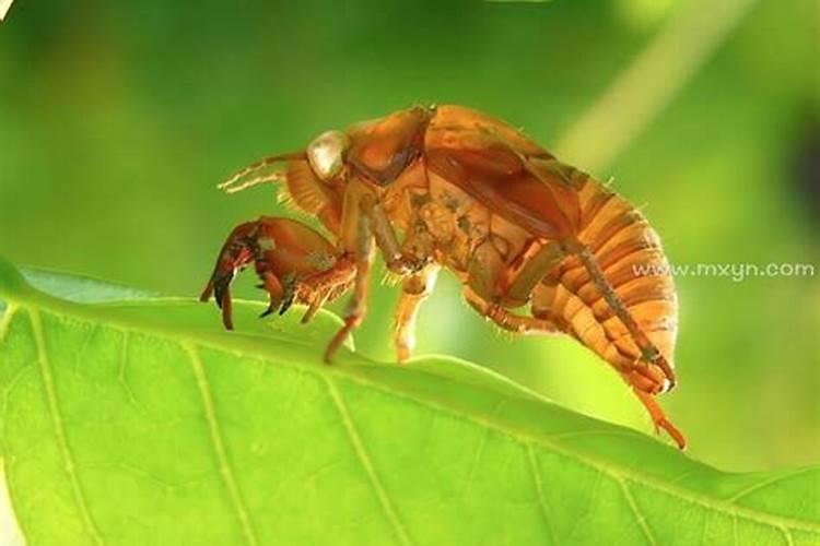 梦到知了猴预示着什么？