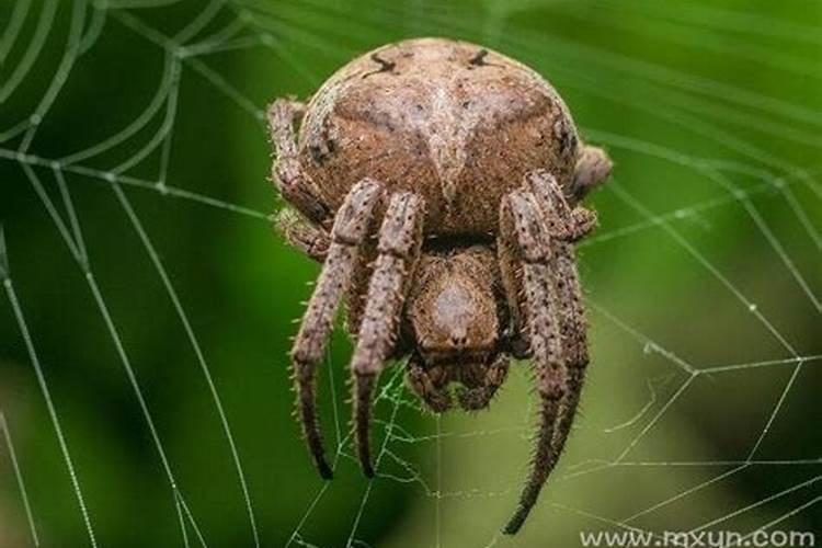 梦见红蜘蛛是什么意思？