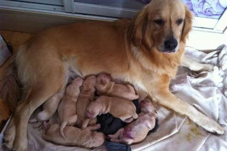 阴历十月初一出生的狗宝宝