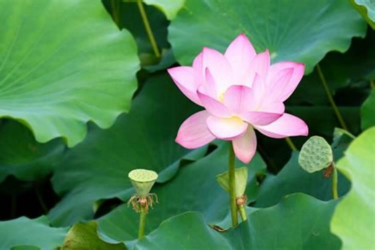 澳门立夏是什么风俗节日？