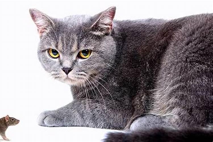 梦见老鼠和猫在一起是怎么回事啊？