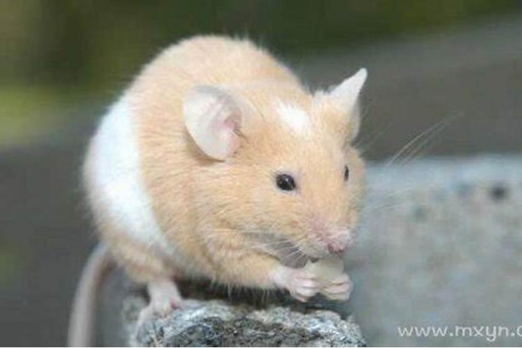 梦见老鼠往我身上爬啥意思？