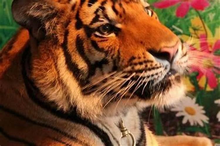 属虎的和属狗的合婚吗？