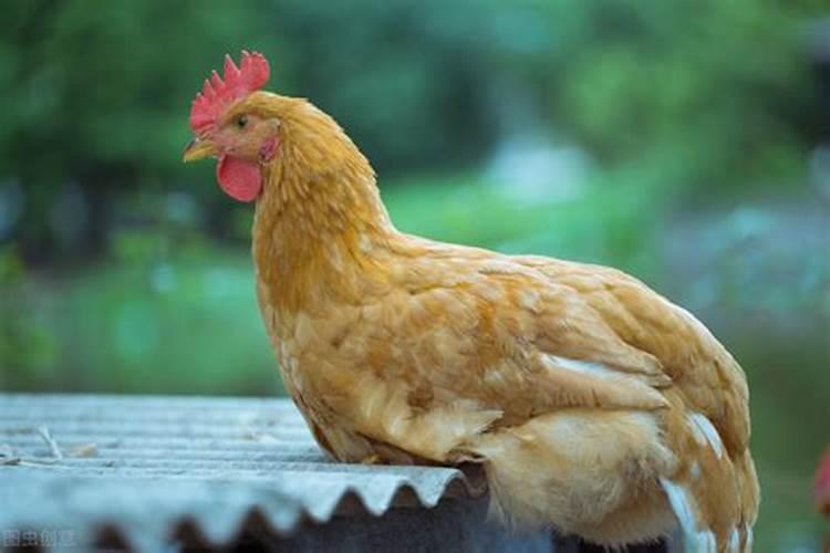 梦见三黄鸡是什么预兆？