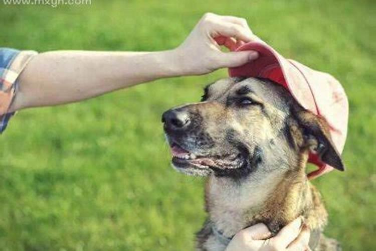 梦见被狗咬到手了是什么意思？