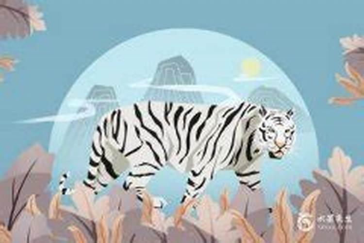 属虎犯太岁吗怎么破解？