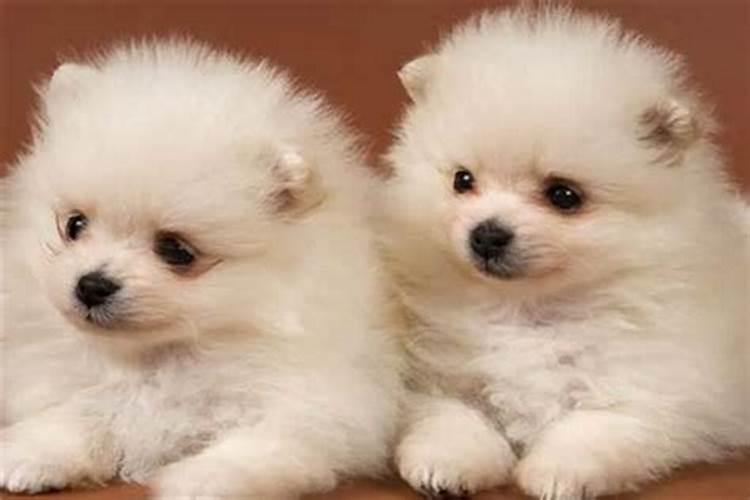 属狗和属鼠的八字合吗？