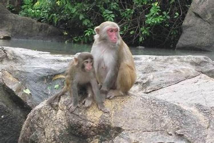 金猴男和土猴女合婚吗？