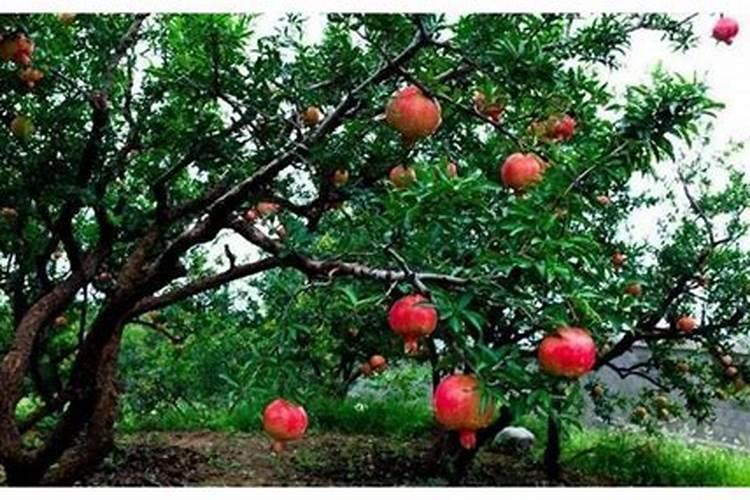 石榴木2026年运程