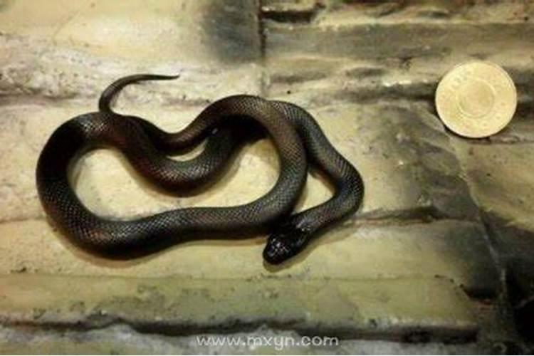 孕妇梦见小黑蛇是什么意思？